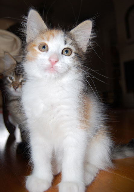 sibirisk kattunge