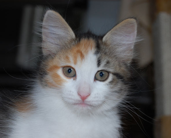 sibirisk kattunge