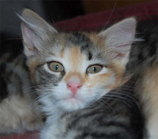 sibirisk kattunge