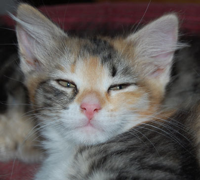 sibirisk kattunge
