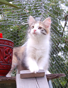 sibirisk katt
