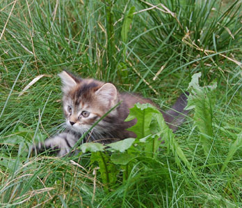 sibirisk kattunge