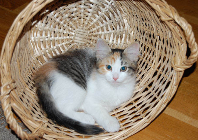 sibirisk kattunge
