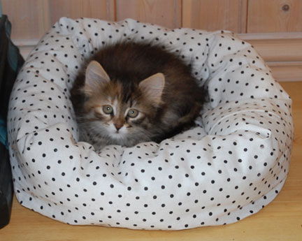 sibirisk katt