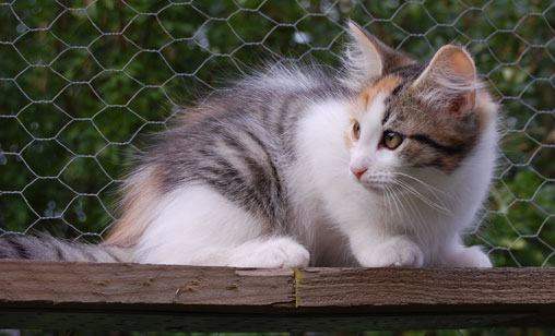 sibirisk kattunge