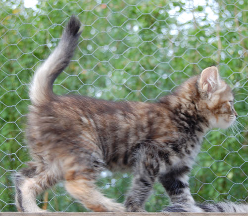 sibirisk kattunge