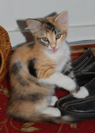 sibirisk kattunge