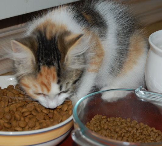 sibirisk kattunge