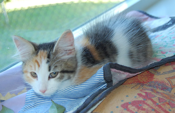 sibirisk kattunge