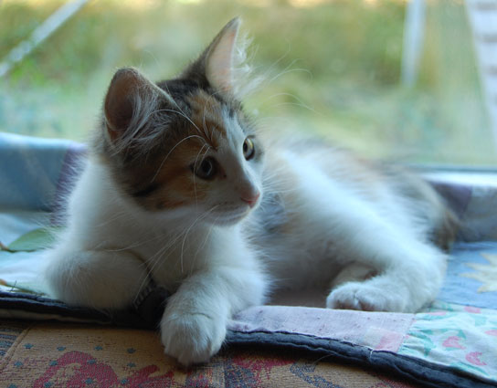 sibirisk kattunge