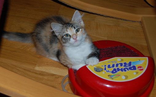 sibirisk kattunge