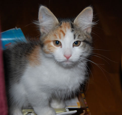 sibirisk kattunge