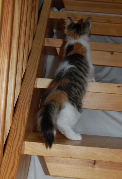 sibirisk kattunge