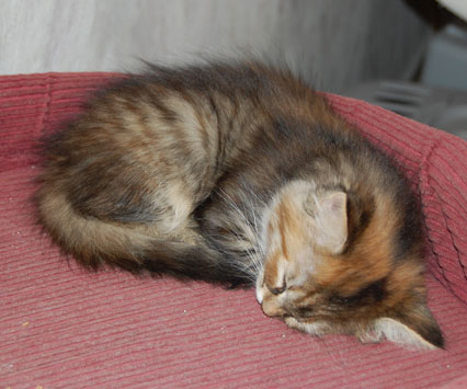 sibirisk kattunge
