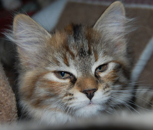 sibirisk kattunge