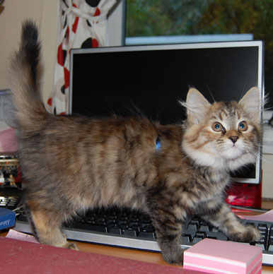 sibirisk kattunge