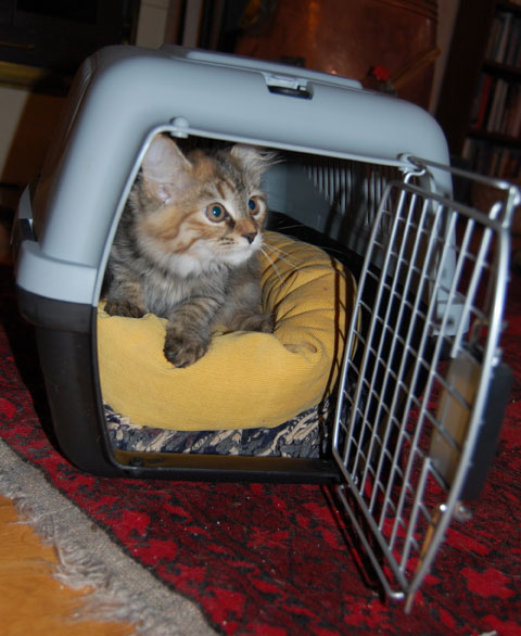 sibirisk kattunge