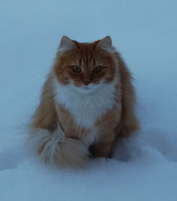 sibirisk katt