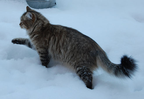 sibirisk katt