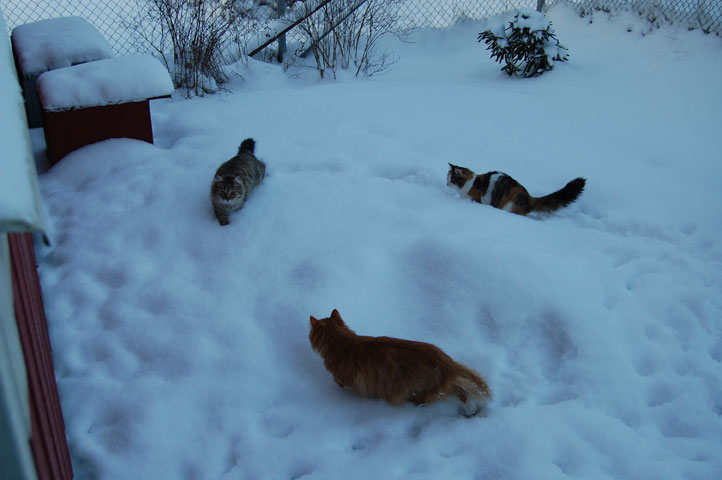 vintersibiriska katter