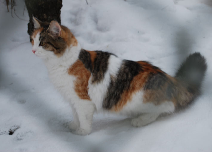 sibirisk katt Colbie