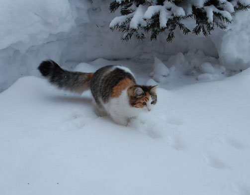 sibirisk katt