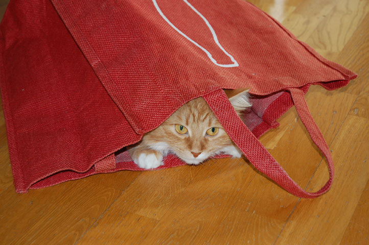 sibirisk katt
