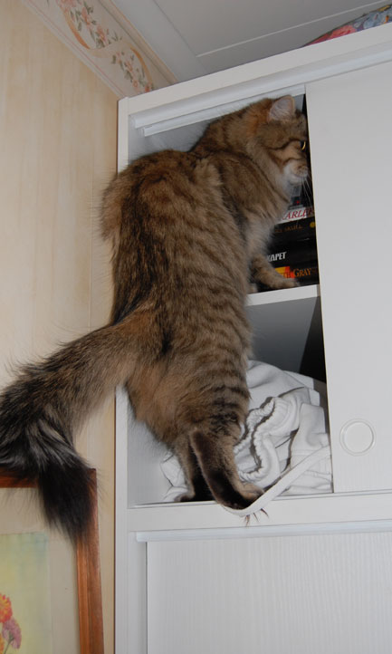 sibirisk katt