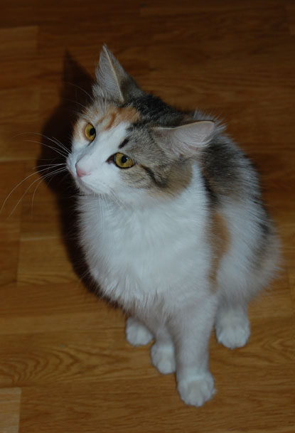 sibirisk katt Colbie