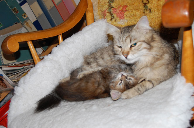 sibirisk katt