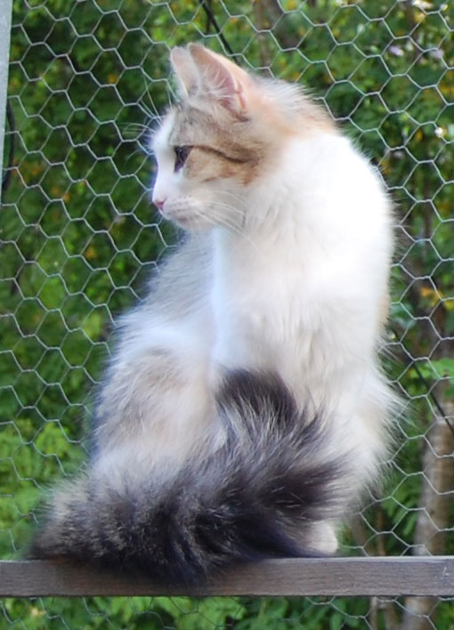 Sibirisk katt Colbie