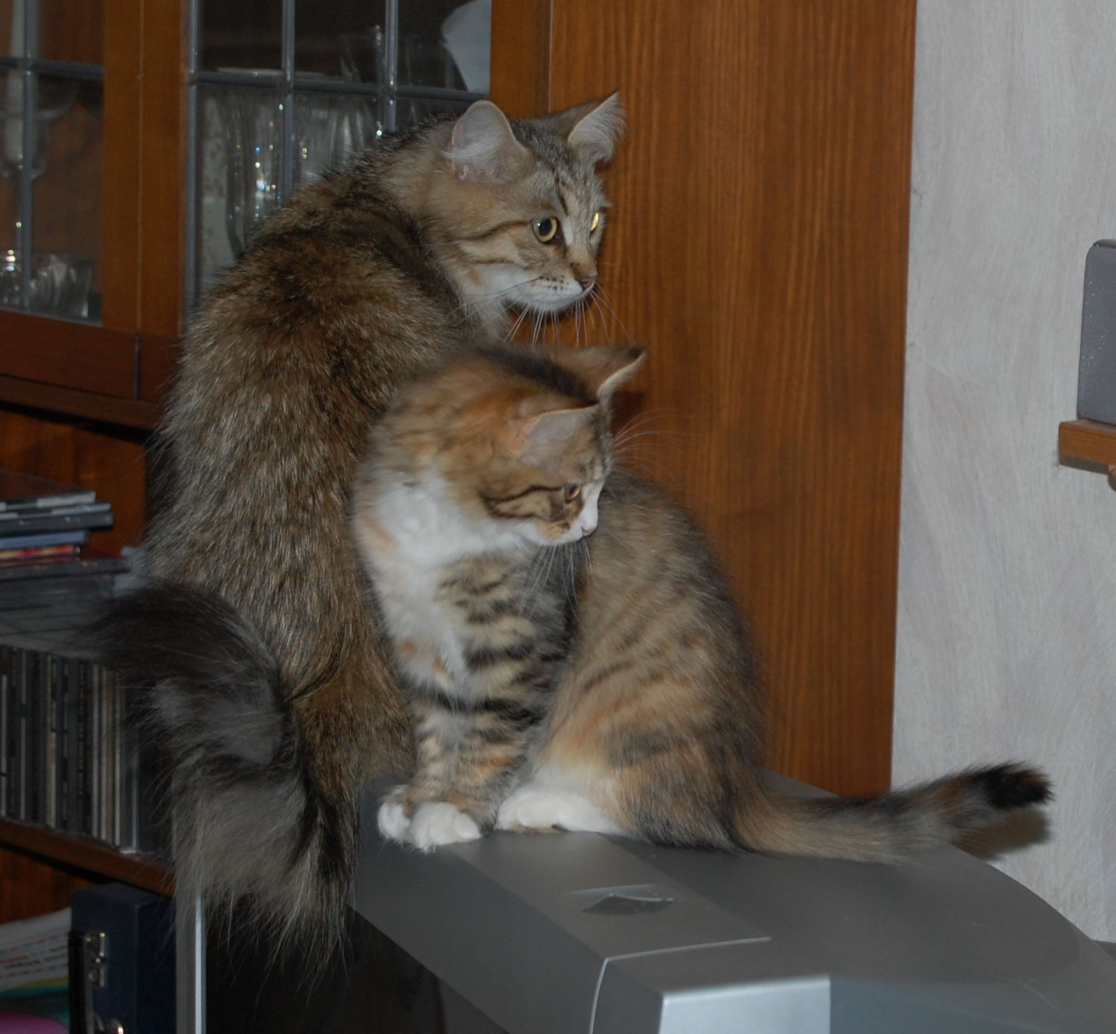 sibirisk katt