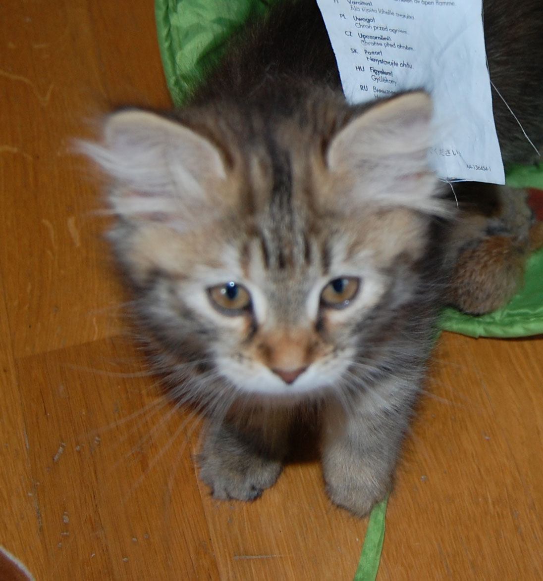 sibirisk kattunge