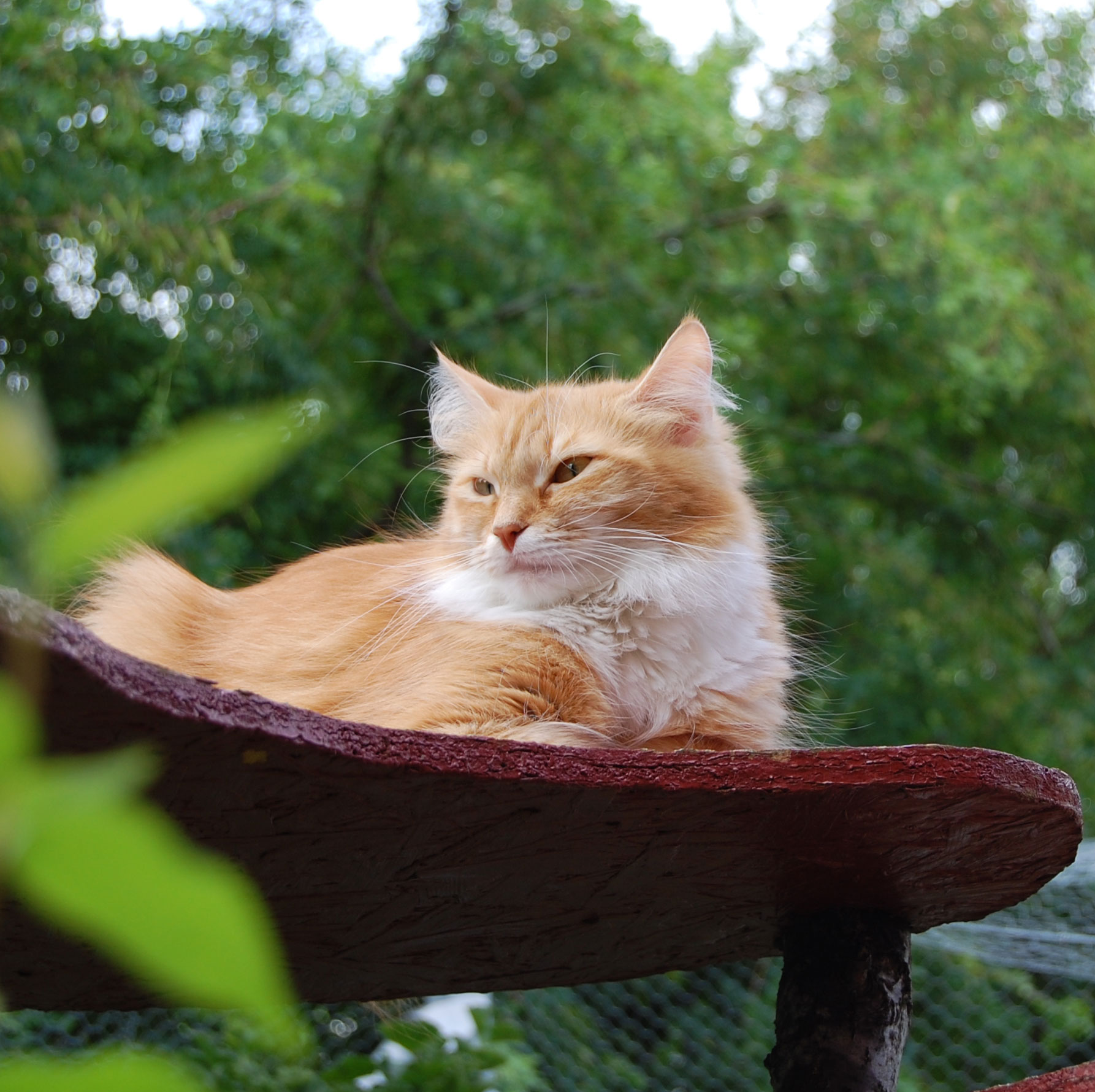 sibirisk katt Queeni