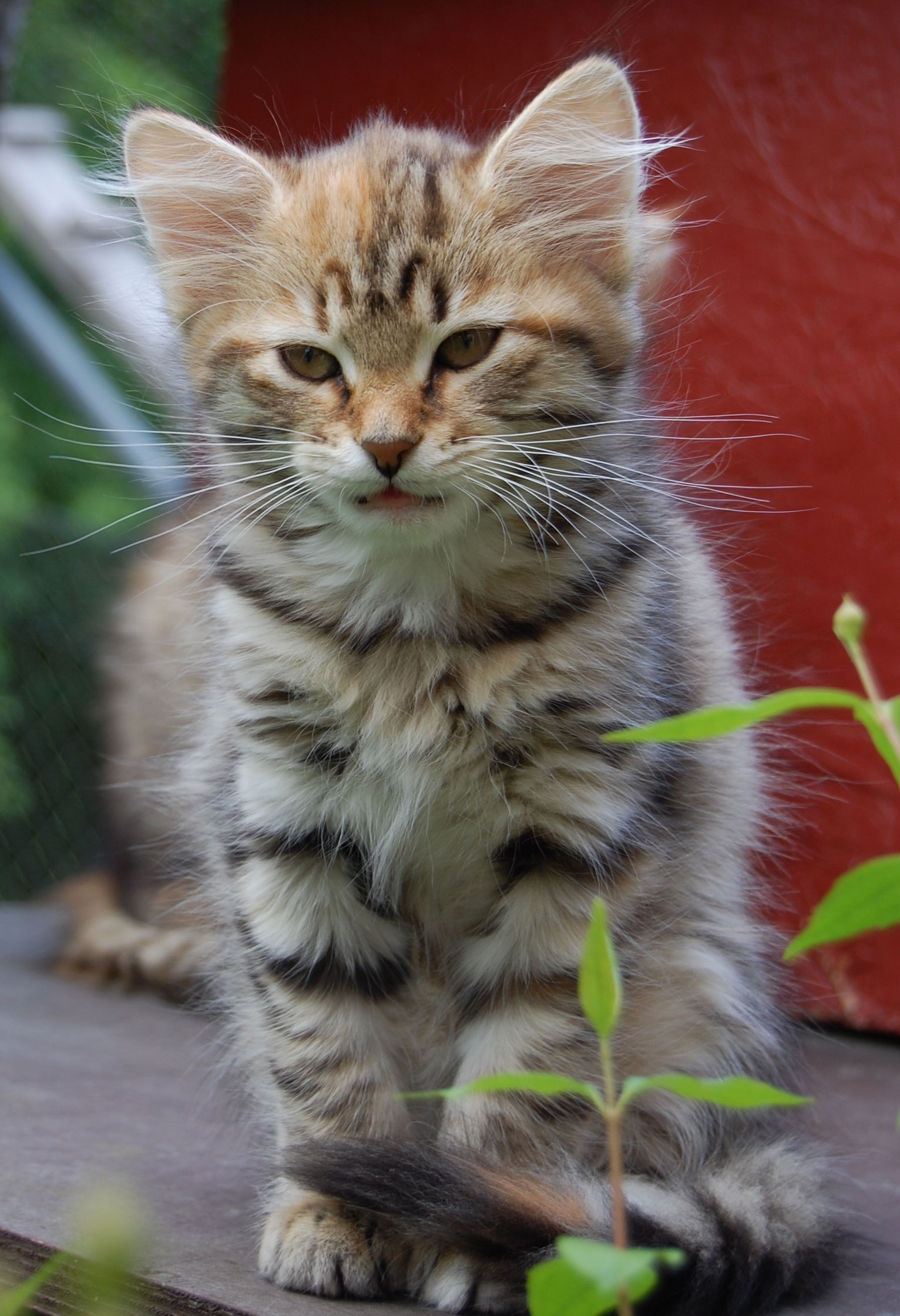 sibirisk kattunge