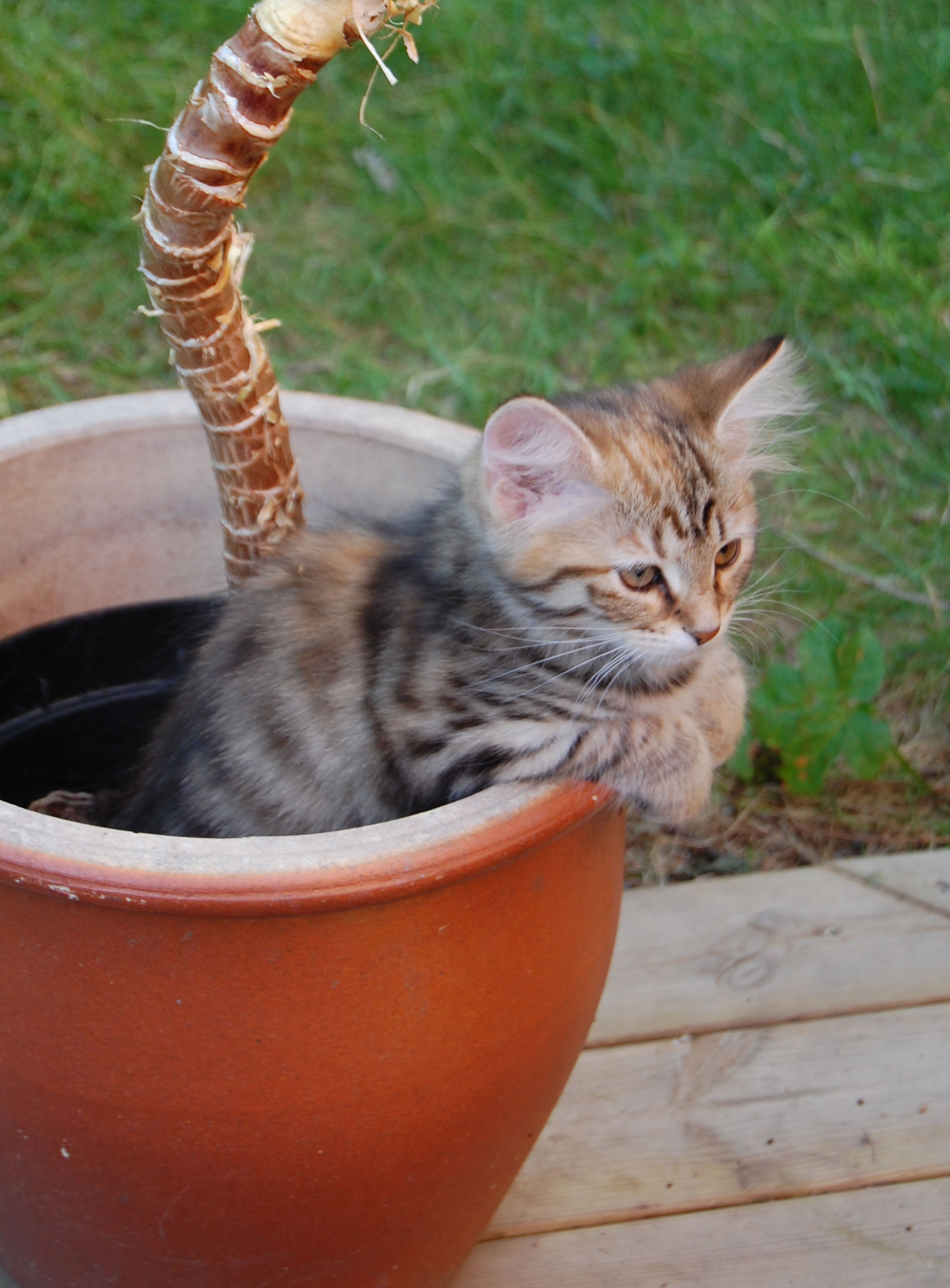 sibirisk kattunge