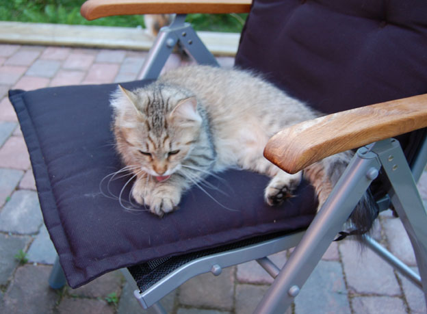 sibirisk katt