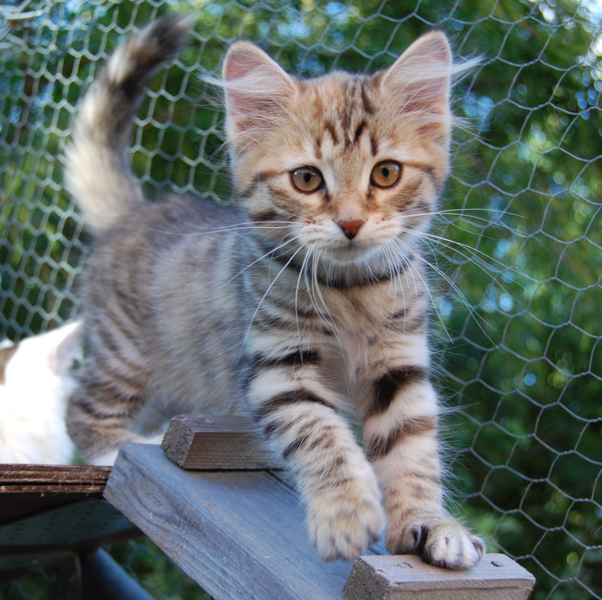sibirisk kattunge