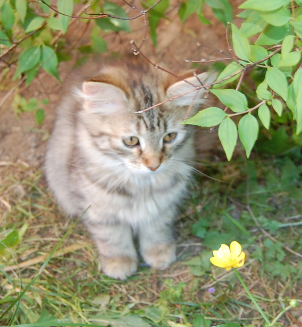 sibirisk kattunge