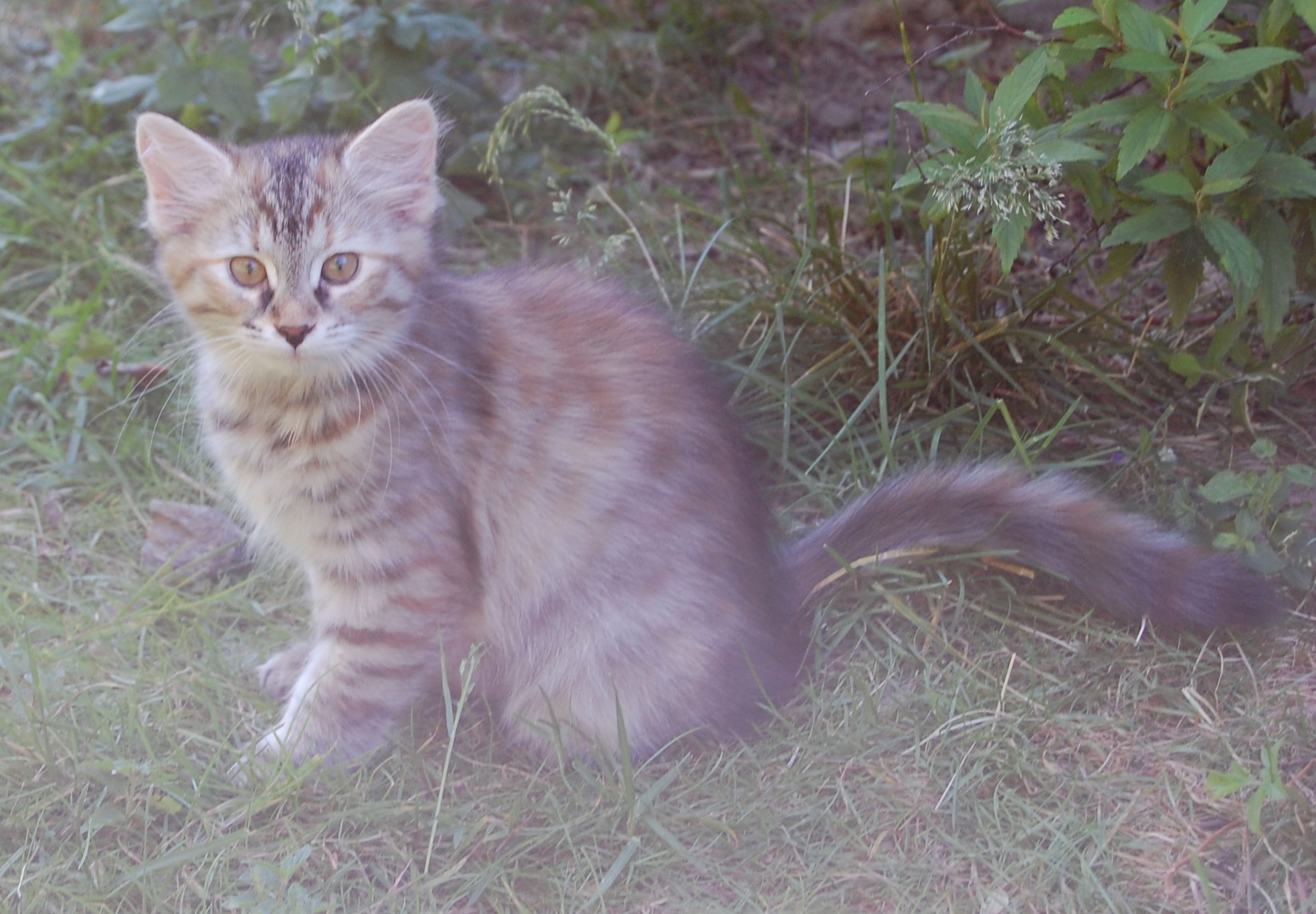 aibirisk kattunge