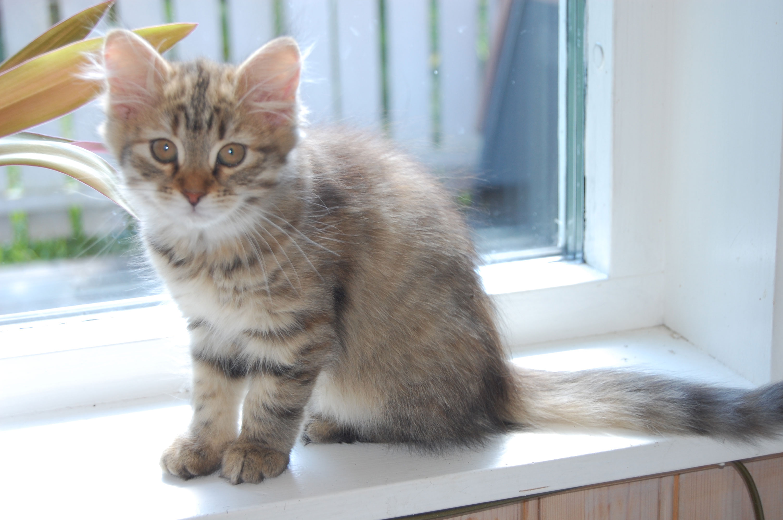 sibirisk kattunge
