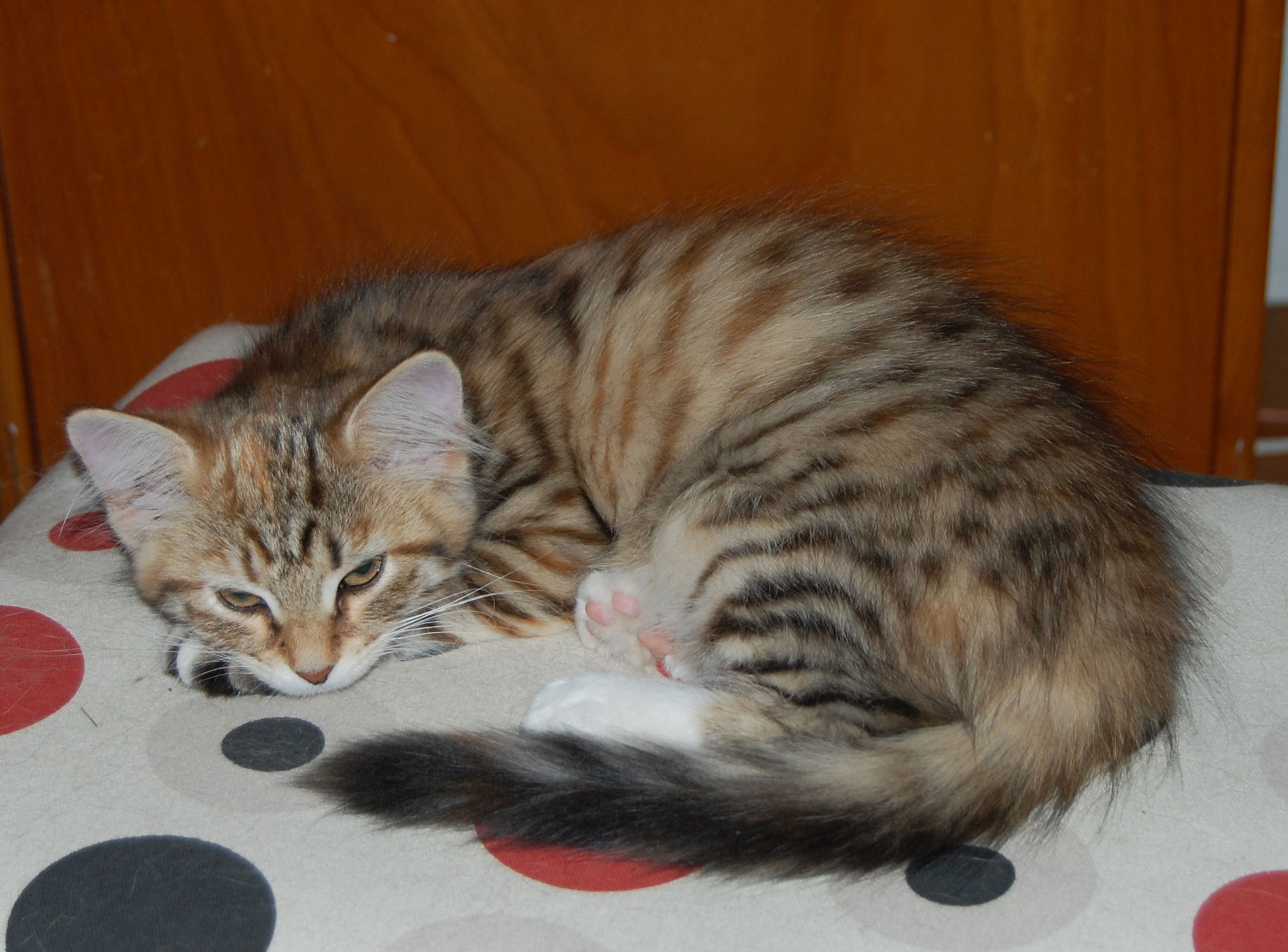 sibirisk kattunge