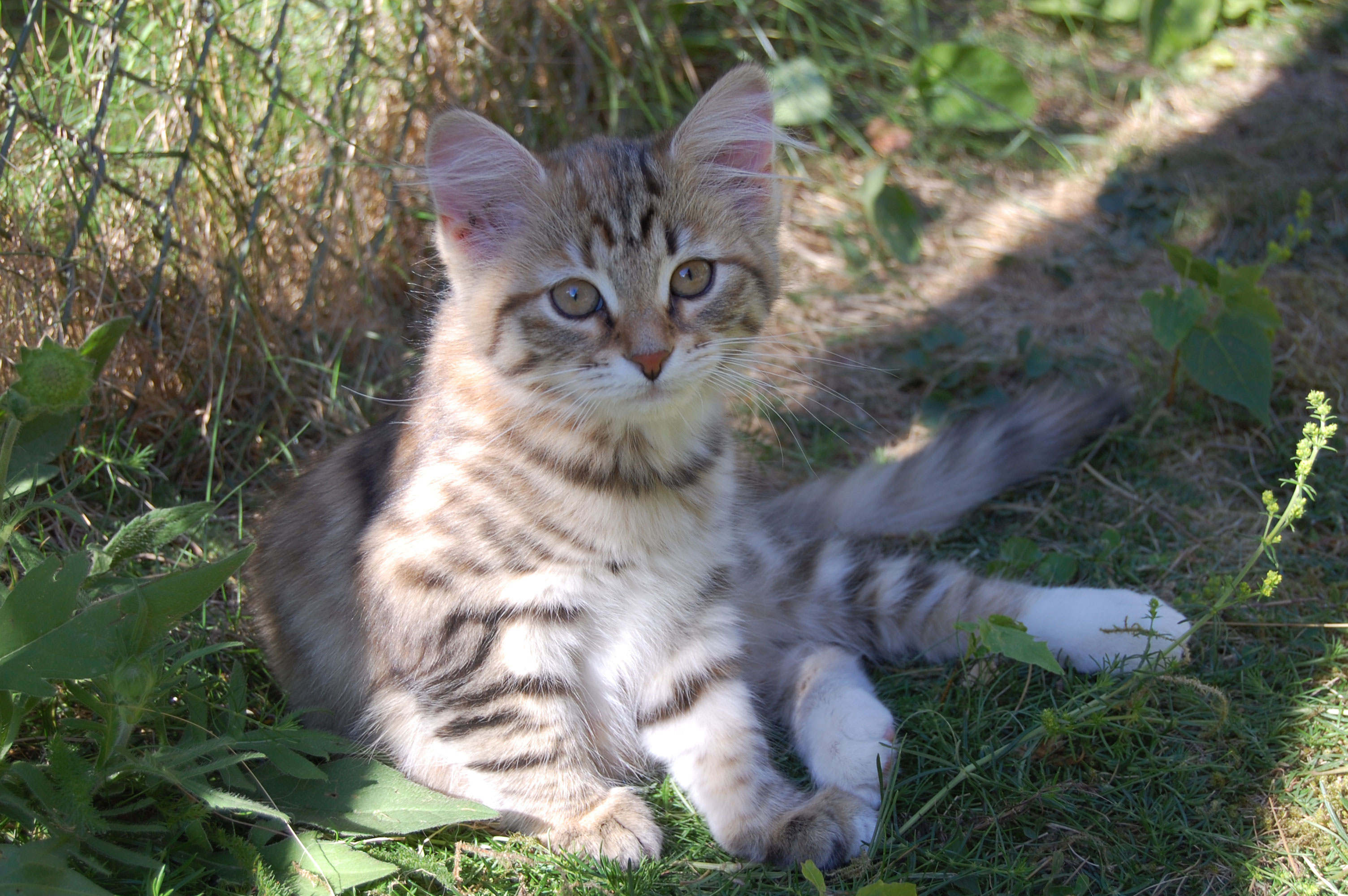 sibirisk kattunge