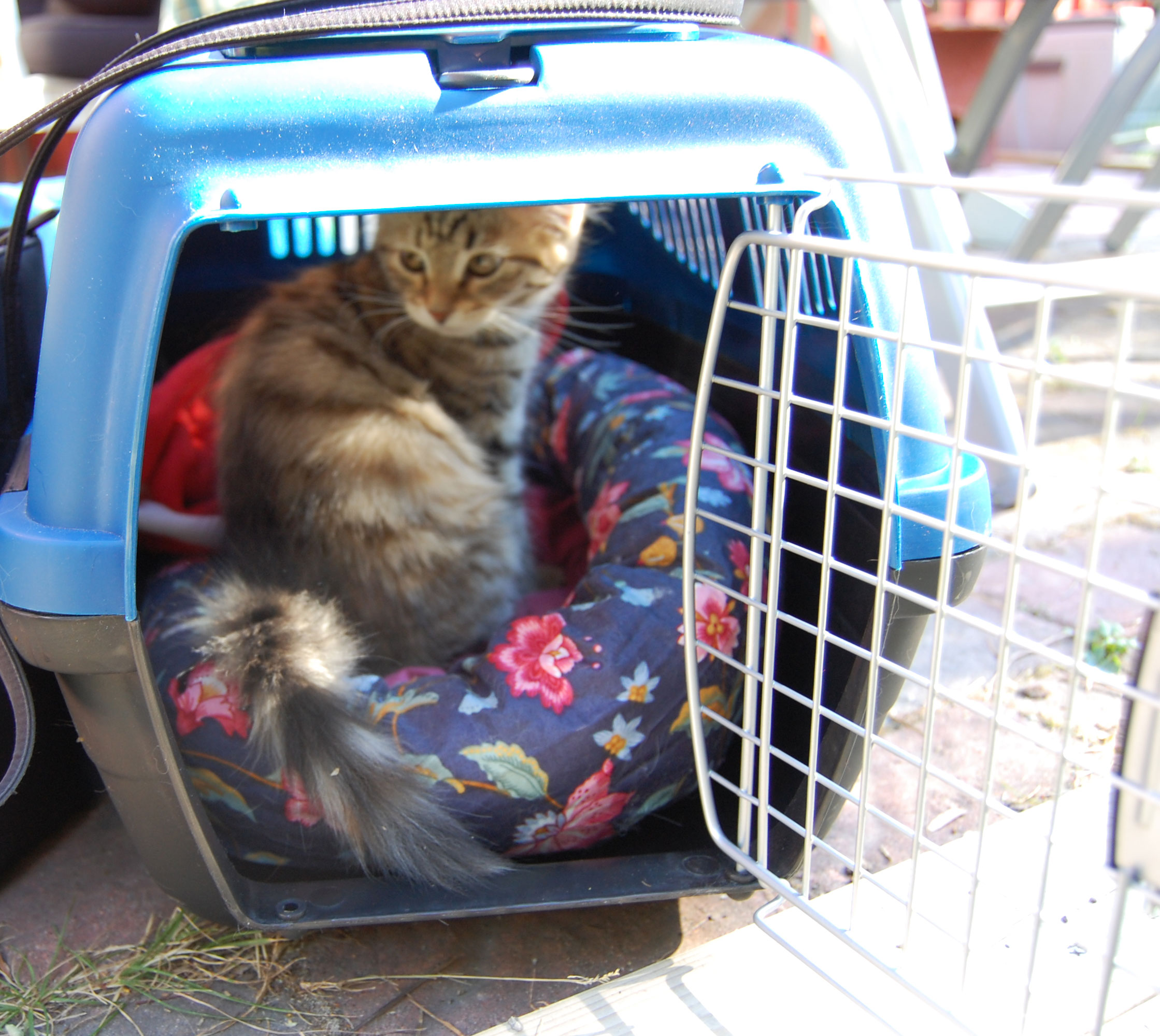 sibirisk kattunge