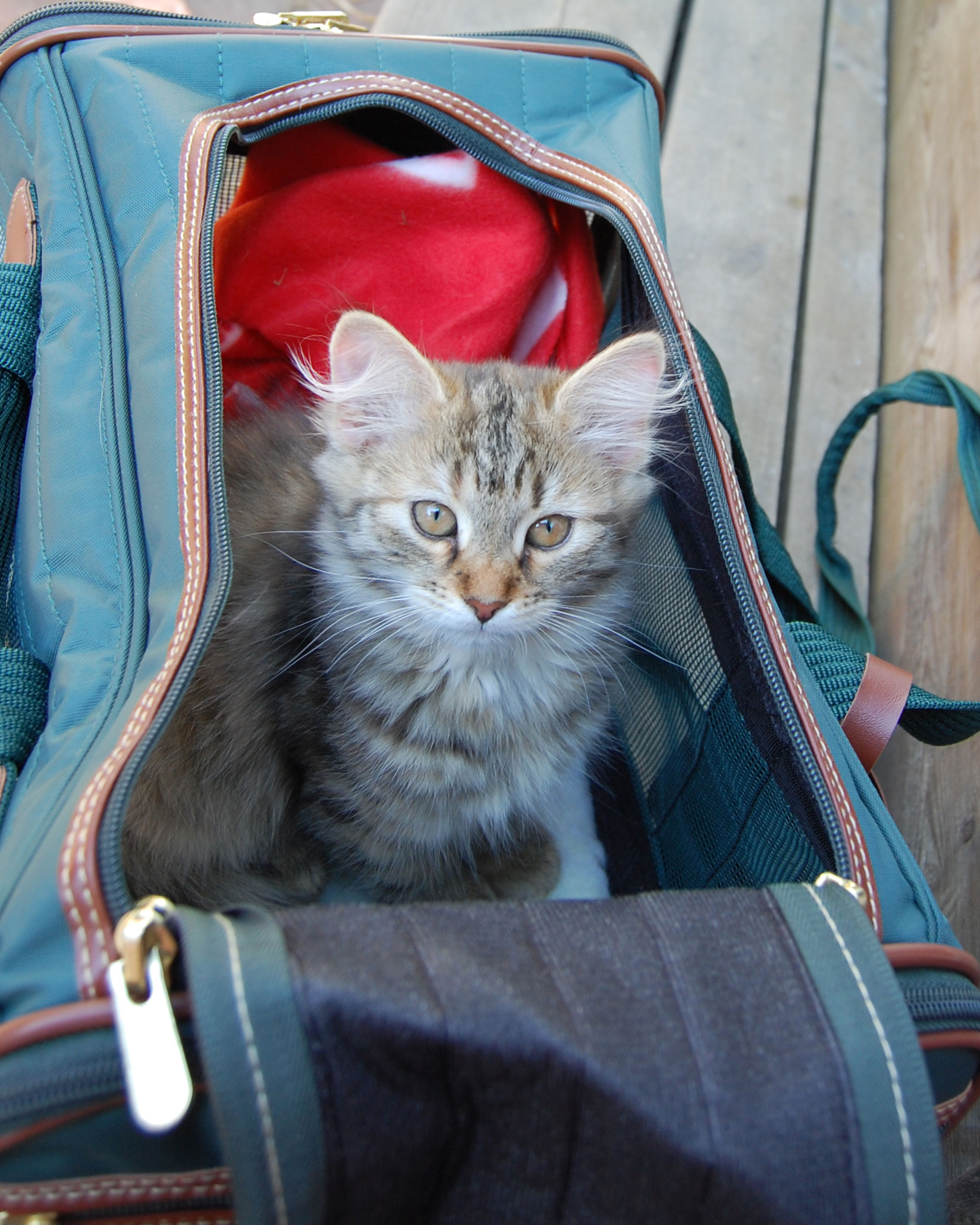 sibirisk kattunge