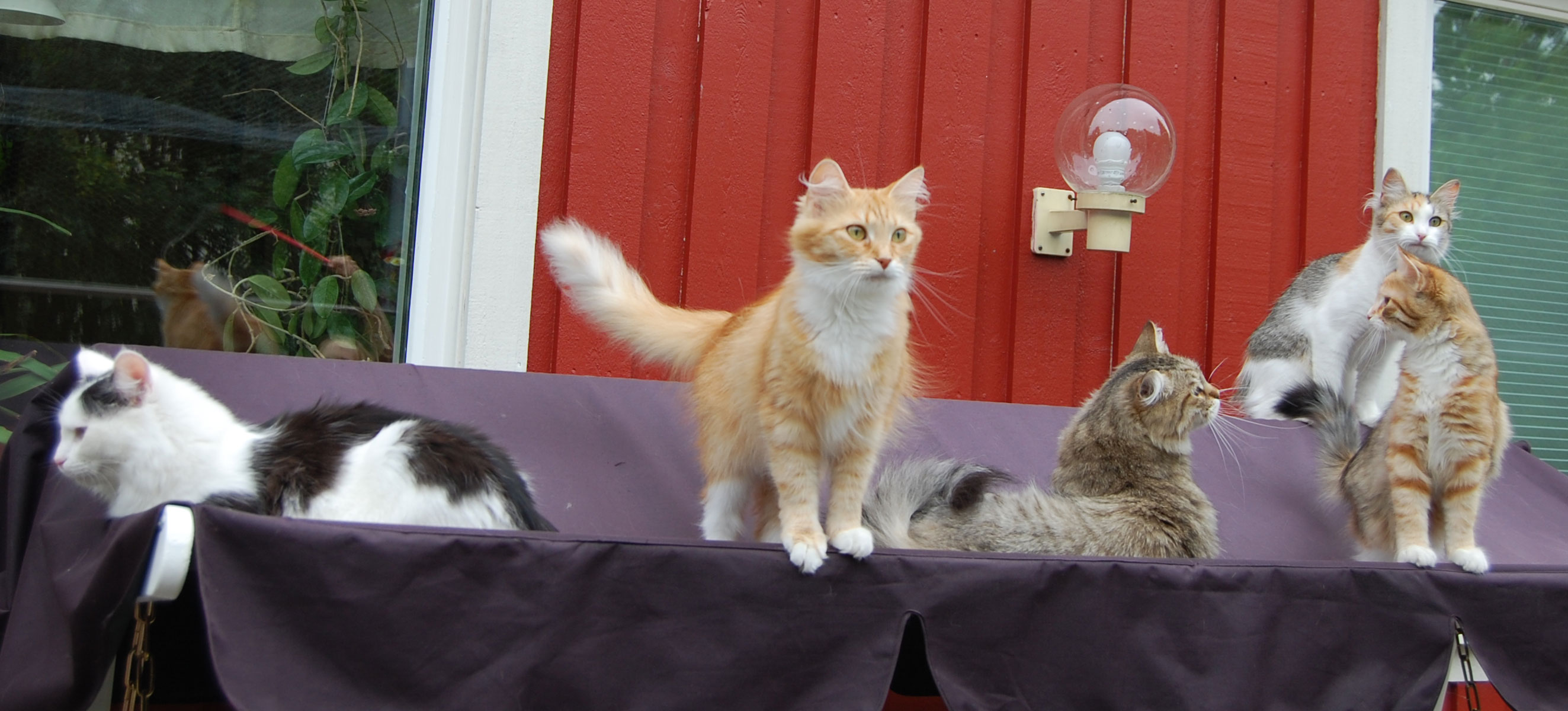 sibirisk katter