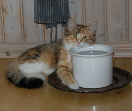 sibirisk katt Dani