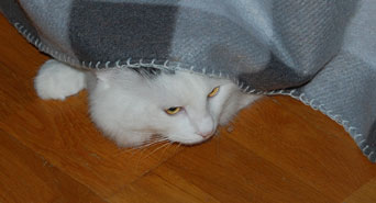 sibirisk katt