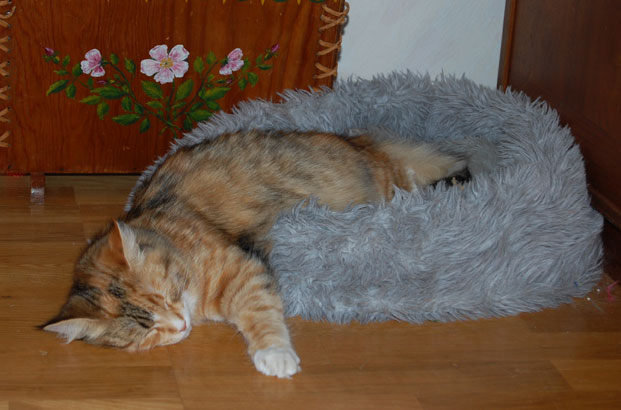 sibirisk katt