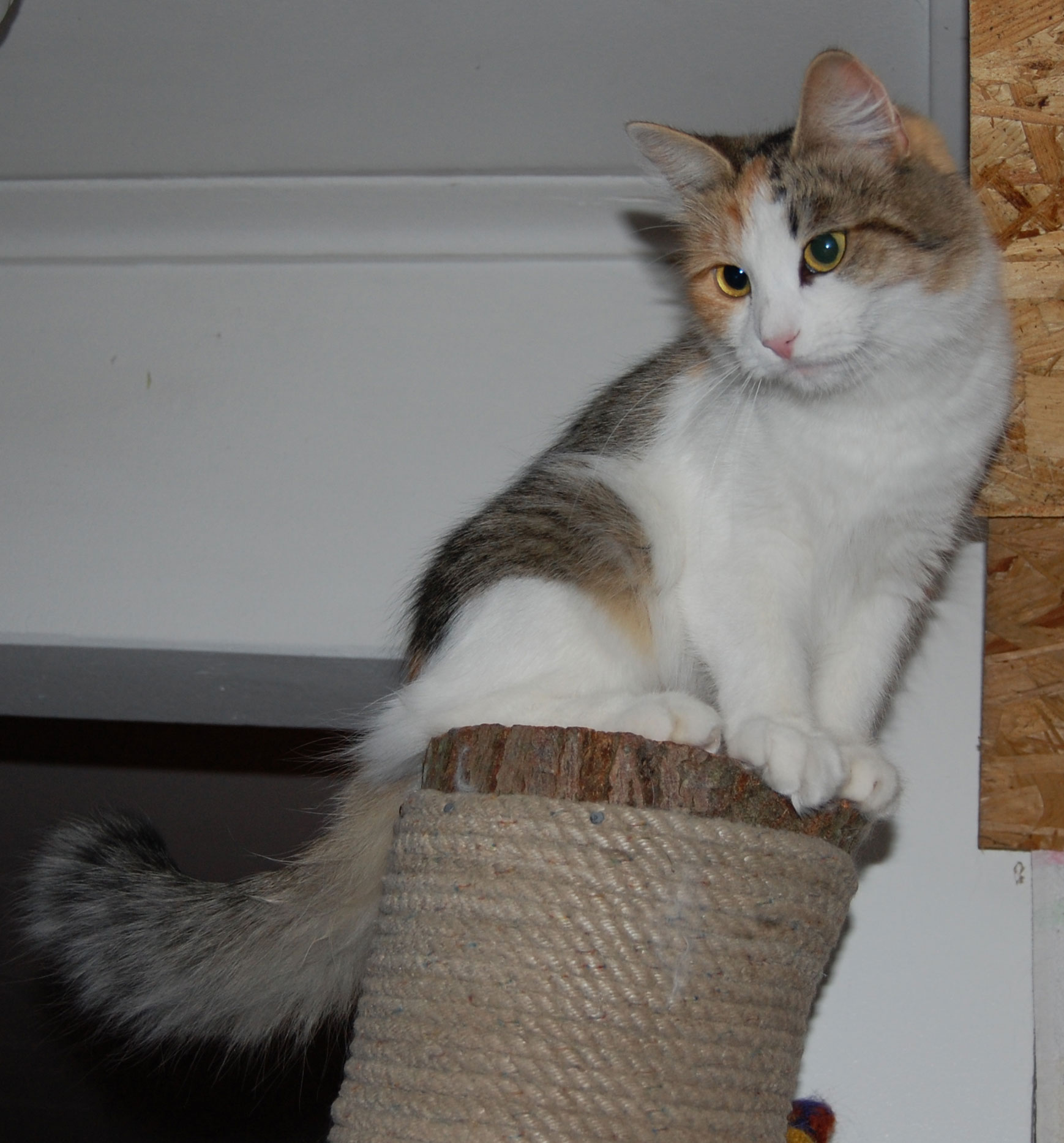 sibirisk katt Colbie